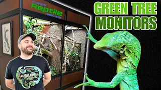 UPGRADING My Green Tree Monitor Lizards into a GIANT Bioactive Vivarium! | Custom Reptile Habitats