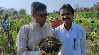 सूरजमुखी की खेती | 1800kg | Harvesting of Super Jumbo Russian Sunflower | विशाल रूसी सूरजमुखी के बीज