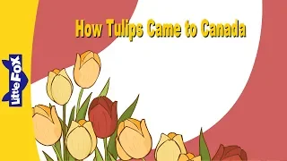 How Tulips Came to Canada | Culture and History | Little Fox | Bedtime Stories