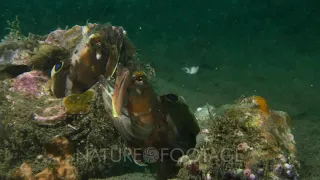 Two Sarcastic Fringeheads fight 3 of 3