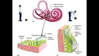 Строение и функции вестибулярного анализатора