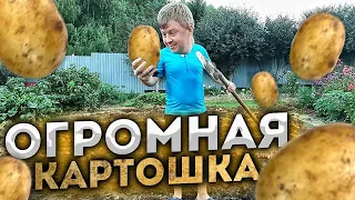 КОПАЕМ КАРТОШКУ.