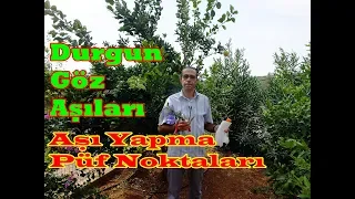 Sonbaharda Durgun Göz Aşıları Nasıl Yapılır? (Narenciye Uygulaması)