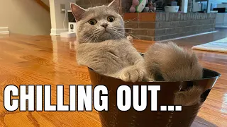 British Shorthair Cat Funny Girl 😹😹😹Lilac Kittens Cute and Funny Video