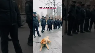 Does this make him an honorary EMS cadet? #pomeranian #dogs #doggo #dogsofnyc