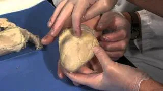 Detailed Sheep Heart Dissection: Part I (Jr. High, High School and College Review)