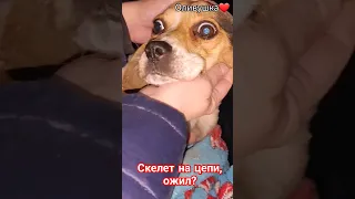 Оливия, тот самый скелет на цепи😱