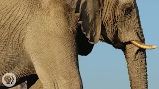 How Elephants Listen...With Their Feet | Deep Look