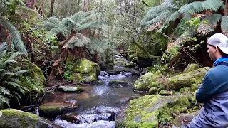 Fly Fishing a Stunning Australian Rainforest Creek for Wild Brown Trout!