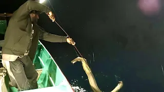 Catching a Lot of Eel Fish in the Deep Sea