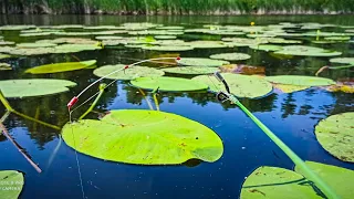 Ловля ЛИНЯ Ловля КАРПА на УДОЧКУ на КИВОК В ЛИЛИЯХ, карп, линь, боковой кивок