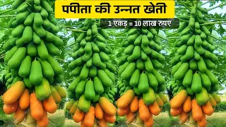 पपीता की खेती कैसे करें | Papaya farming in India | Papita ki kheti kab aur kaise karen | full video