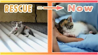 A Baby Cat Found on a Roof of a House, Changes in One Month After Rescue