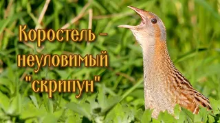 Коростель - неуловимый "скрипун" #птицыПрикамья #дергач #неуловимыептицы