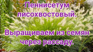 Пеннисетум лисохвостовый.  Выращиваем из семян через рассаду