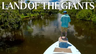 I've never Seen This Many GIANT SNOOK in My Life! (Fly Fishing)