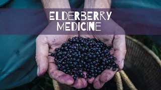 Elderberry Medicine