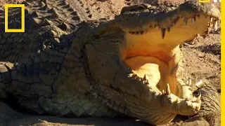 Les crocodiles aussi ont des chants d'amour