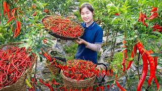 Harvest SUPER SPICY CHILLI and sell at the market | Ella Daily Life