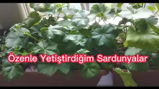 💥Tohumdan ve çelikten yetiştirdiğim SARDUNYALAR ✔️evdeki çiçekler ✔️