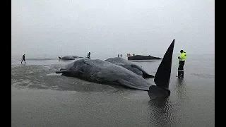 Ученые поняли, почему киты выбрасываются на берег
