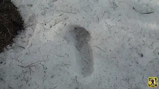 99 High lake sasquatch, Bigfoot possible prints? project sasquatch.