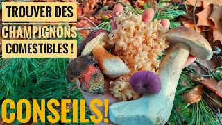 Comment trouver des cèpes et des champignons comestibles ! Conseils et astuces ! #champignons