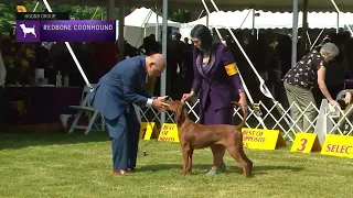 Redbone Coonhounds | Breed Judging 2022
