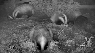 New Forest Explorers Guide - Badger cubs in close-up