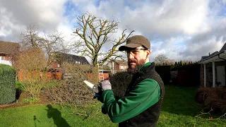 Kustorez. Pruning a large Cherry Tree with a mini Chainsaw