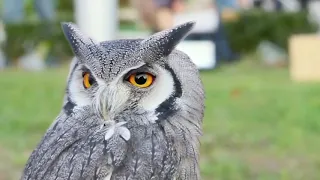 Милые и смешные СОВЫ! Cute owls