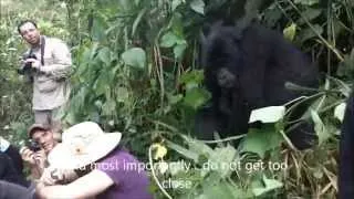 Gorilla hug