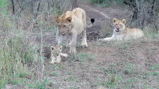 Lion cub vs big Bro and Sis