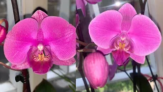 Цвітінню двох орхідей Pasadena бути!