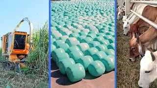 How to Grow King Grass to Fast harvest - King Grass Processing to Make Grass Silage for Cow Food