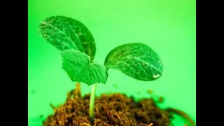 STARTING VEGETABLE SEEDLINGS - SPRING IS COMING!