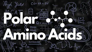 Polar Amino Acids and Serine, Threonine, and Tyrosine Phosphorylation | MCAT