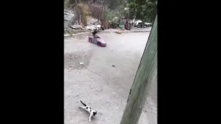 Girl Hits Cat With Car