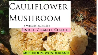 Cauliflower Mushroom (Sparassis Radicata) : Find it, Identify, and cook it!