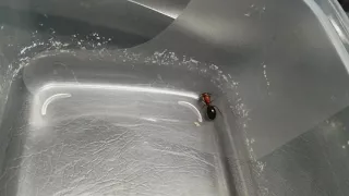 Camponotus Floridanus update # 2