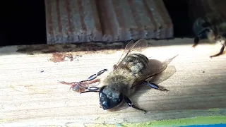 Zaleszczotek sprząta martwe pszczoły z ula