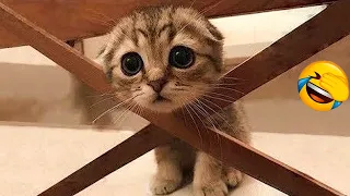 Try Not To Laugh Animals | Funniest Cat Videos In The World | Funny Animal Videos #163