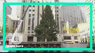 Rockefeller Christmas tree is now standing tall in New York City