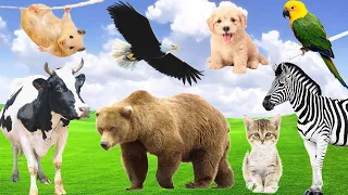 Cute Little Animals:  Puppy, Hamster, Cow, Zebra, Eagle, Parrot, Bear, Kitten - Animal Moments