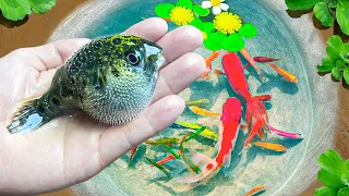 Amazing Catch Tiny Ornamental Pufferfish, Turtles, Ornamental Fish, Koi, Striped Fish, Angelfish