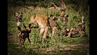 National Geographic Documentary   The Pack Wild Dogs   BBC NatGeo Wildlife Animals