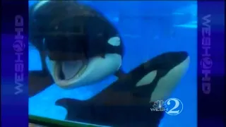 Killer Whale Calf Born At SeaWorld Orlando