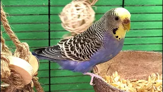 7 hours of budgie sounds for lonely birds