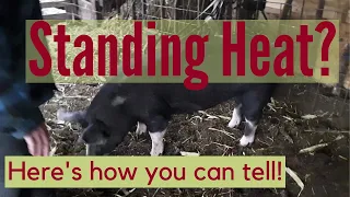 Breeding Pigs:  How To Tell If Your Gilt Or Sow Is In Standing Heat