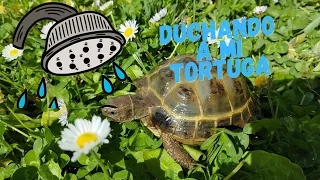 Duchando a mi tortuga 🐢#animales #tortuga #reptiles #tortue #tortugadetierra #turtle